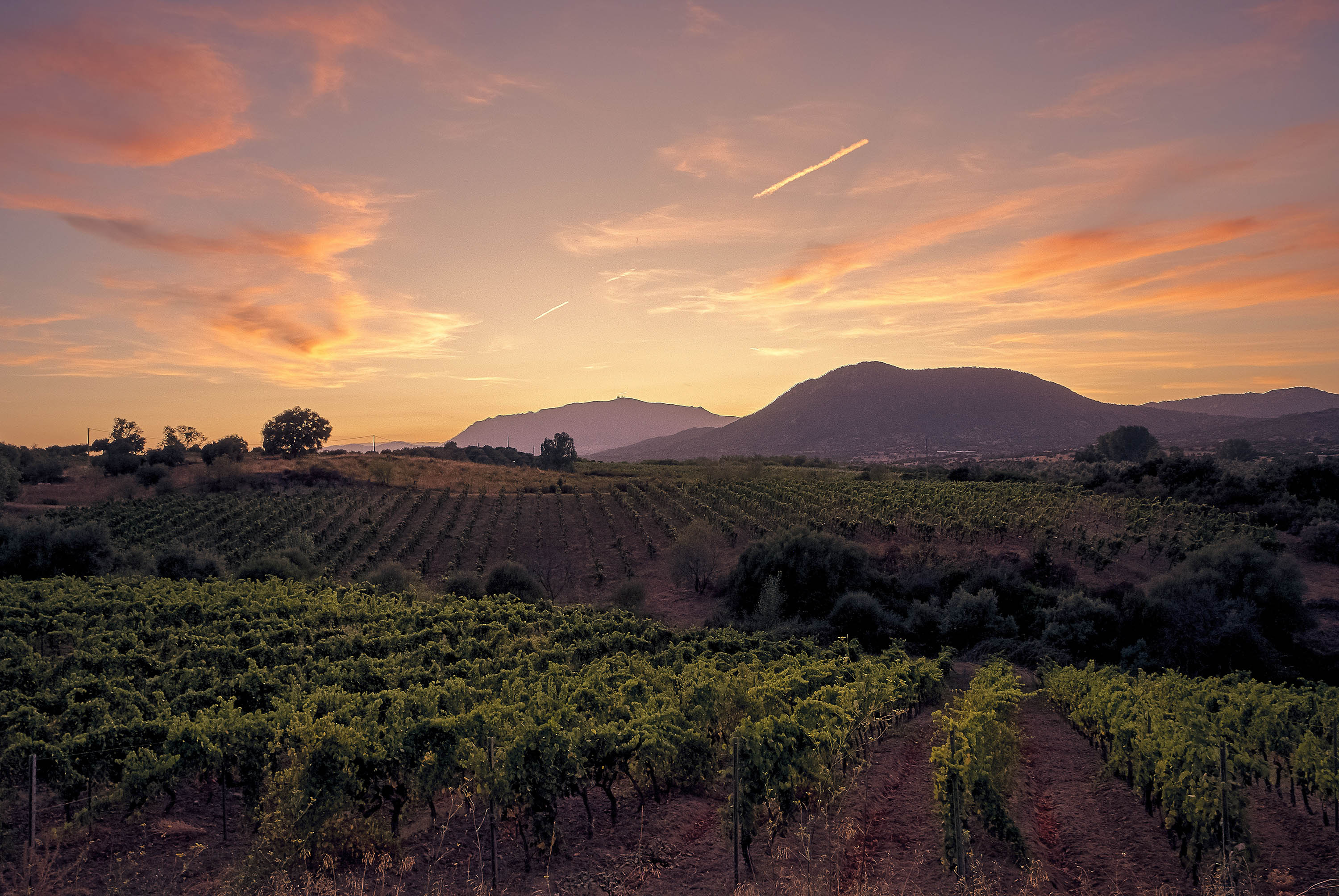 Viñedo 1